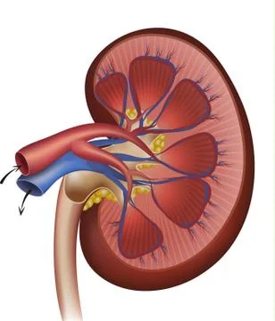 Kidneys blood supply, artery and vein Stock Illustration