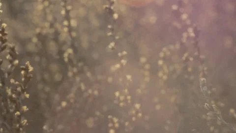 The kidneys bloom in the sunlight Stock Footage 79404444