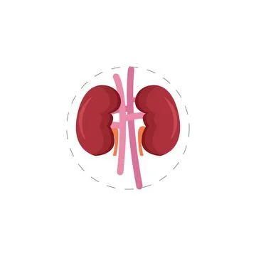 Kidneys colorful vector flat icon Stock Illustration