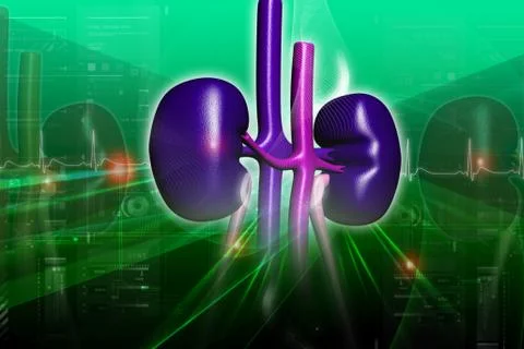 Kidneys in digital design Stock Illustration