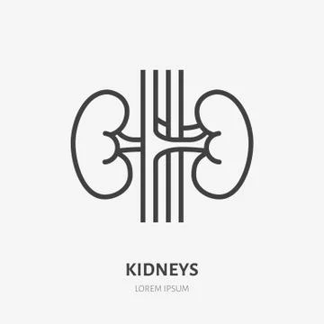 Kidneys flat line icon. Vector thin pictogram of human internal organ, outline Stock Illustration