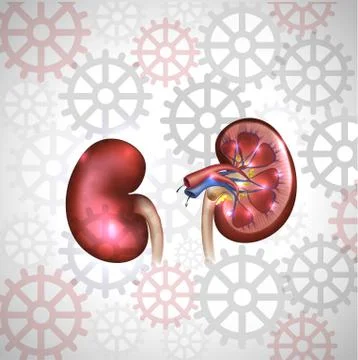 Kidneys on a gears background Stock Illustration
