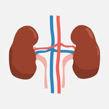 Kidneys icon on a white background. Stock Illustration