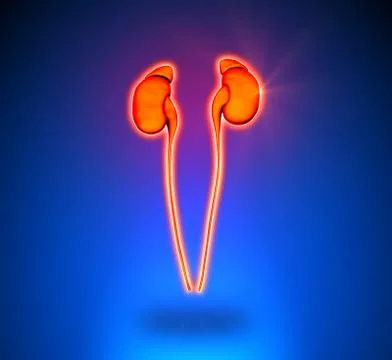 Kidneys - Internal organs - blue background 스톡 일러스트