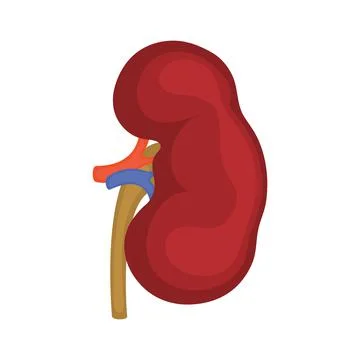 Kidneys. Organs icon. Vector illustration isolated on white background Иллюстрация
