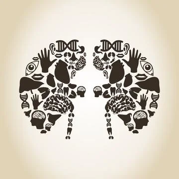 Kidneys Stock Photos