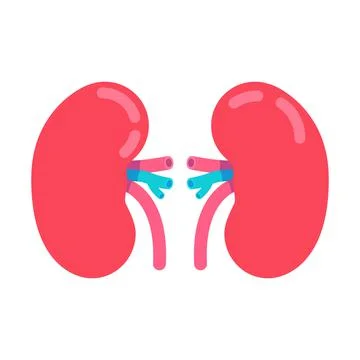 Kidneys semi flat color vector object Stock Illustration