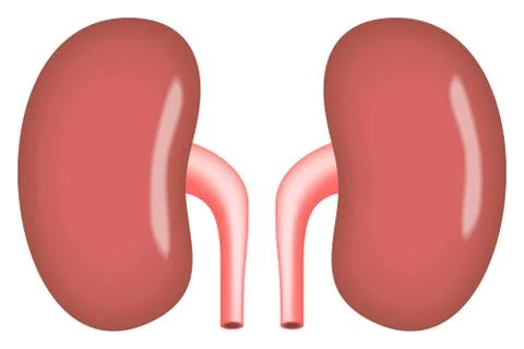 Kidneys simple vector illustration Stock Illustration