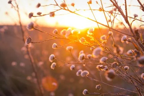 The kidneys on the tree, dry flow in the reference light. Sunrise, sunset Stock Photos