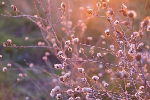 The kidneys on the tree, dry flow in the reference light. Sunrise, sunset 스톡 사진