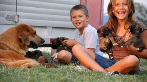 Kids and pups dolly right Stock Footage