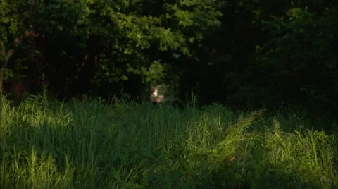 Kids  are Diving into the Grass Stock Footage 50827054