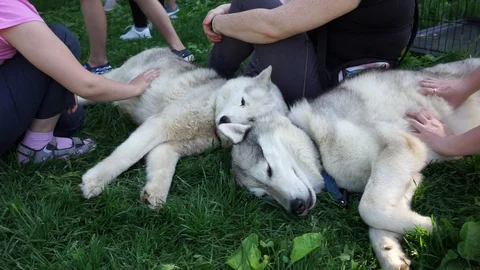 Kids are touching husky Video stock 90541484