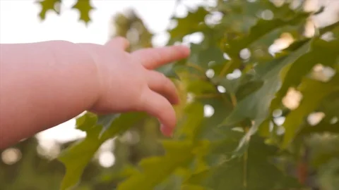 Kid's arm touching tree. Closeup, slow motion. Child's hand and green leaf Stock Footage 101782671