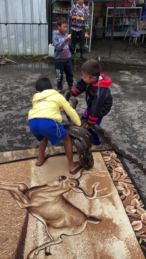 Kids Carry Massive Python, bali, indonesia - 26 Feb 2019 스톡 동영상 310266699