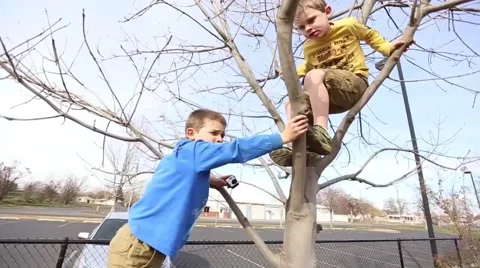 Kids climbing tree Stock Footage 50123635