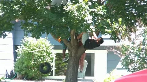Kids Climbing Tree in Summer Видео 12591591