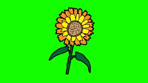 Kids drawing green screen with theme of sunflower Stock Footage 107367395