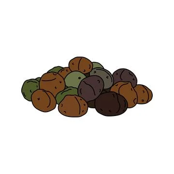 Kids drawing vector Illustration macadamia nuts in a cartoon style Isolated.. Illustrazione stock
