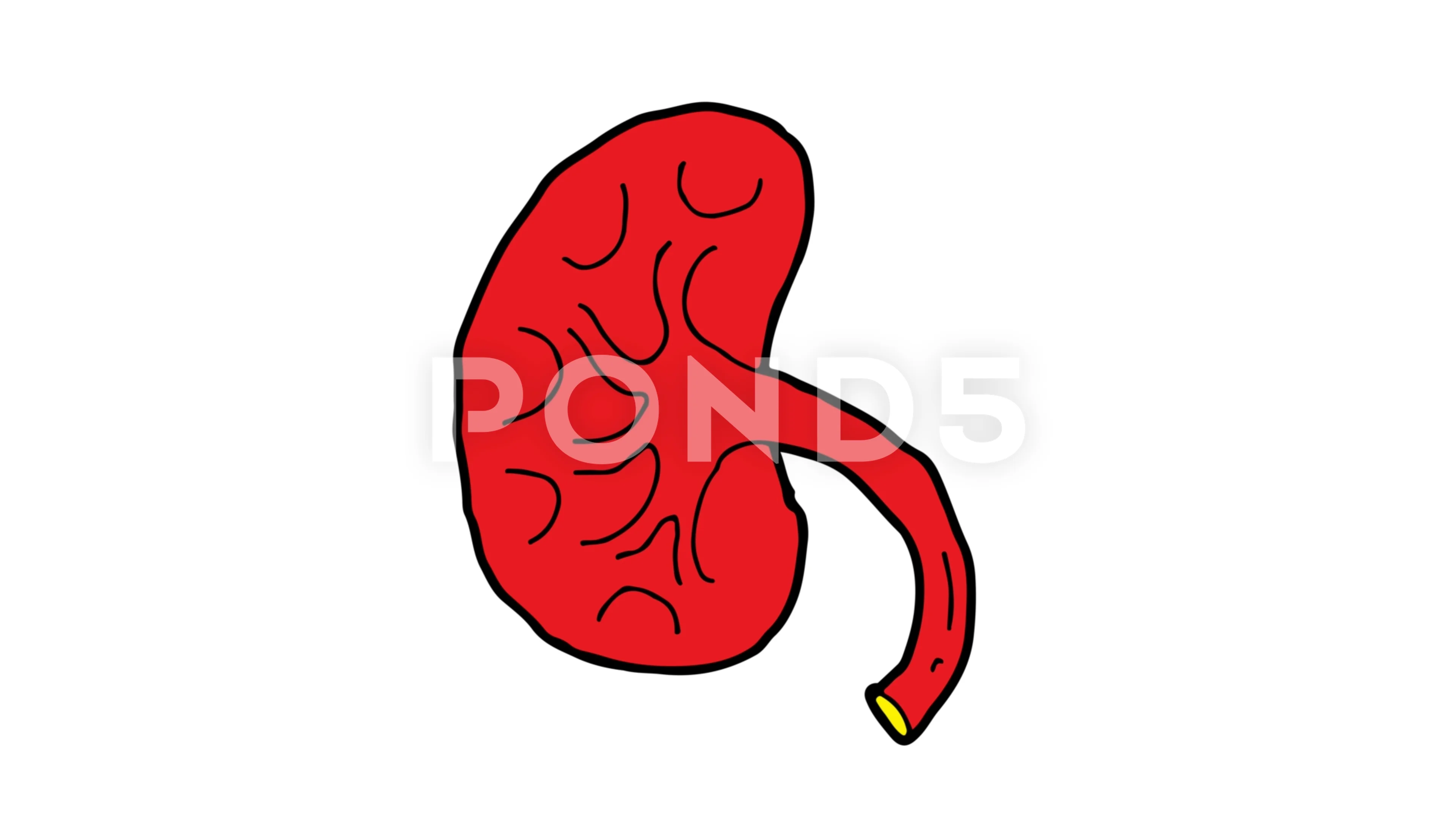 DRAW IT NEAT : How to draw Human kidneys | Human kidney, Human drawing,  Biology drawing