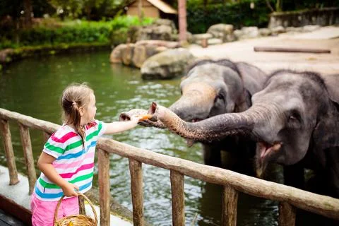 Kids feed elephant in zoo. Family at animal park. Stock Photos