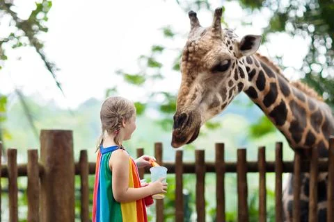 Kids feed giraffe at zoo. Children at safari park. Stock Photos