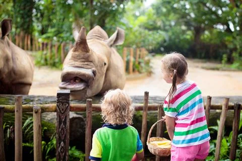 Kids feed rhino in zoo. Family at animal park. Stock Photos
