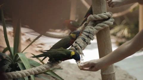 Kids feeding parrots. Stock Footage 102391089