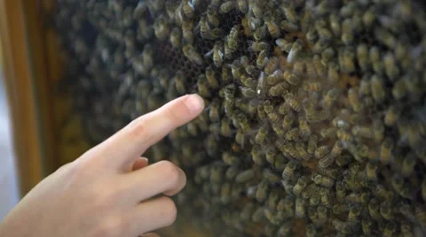 Kid's finger pointing the queen bee in a honeycomb. Stock Footage