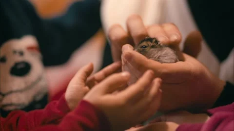 Kids with a hamster 스톡 동영상 47270385