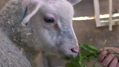 Kids hand feed cute young lamb with fresh green grass in small organic farm Stock Footage 154271553