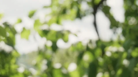 Kid´s Hand picking fresh raspberry from bush in summer garden Stock Footage 314844453