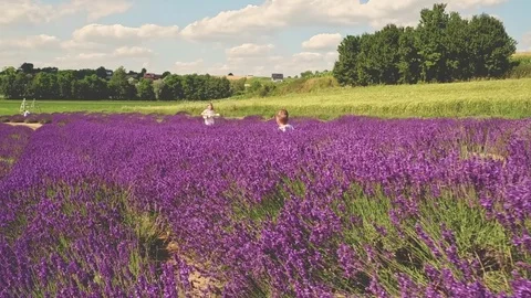 Kids having fun in lavender field at summer day Stock Footage 79046876