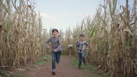 Kids having fun running through the cornfield at Cornfield Farm Stock Footage 319923898