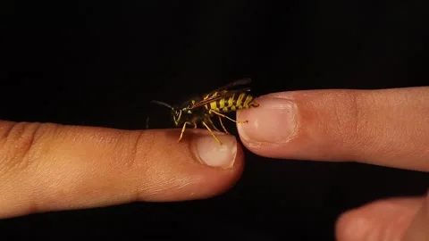 Kids interact with yellow jacket wasp showing respect and insect awareness Stock Footage 318304285
