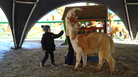 Kids learn and interact with animals at a farm in winter during a visit to a pet Video stock 331368655