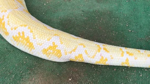 Kids Petting Reticulated Python At Out Of Africa Park Arizona IMG 0890 스톡 동영상 92407698