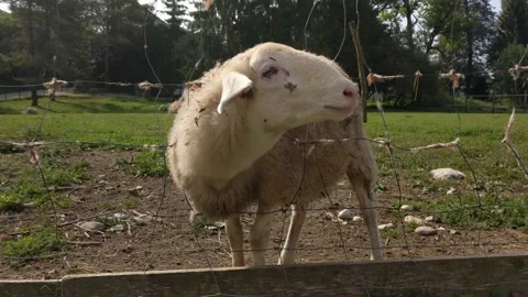 Kids petting a sheep. Domesticated white... | Stock Video | Pond5