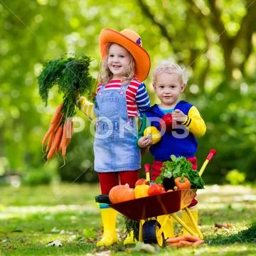 Kids picking vegetables on organic farm Stock Photos