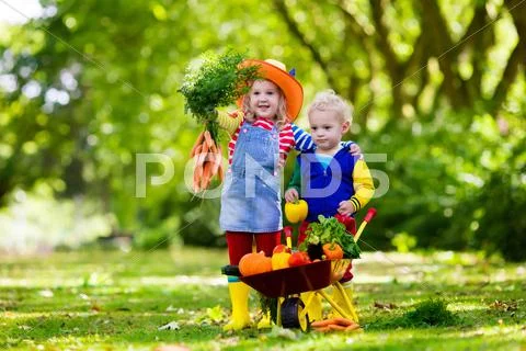 Kids picking vegetables on organic farm Stock Photos