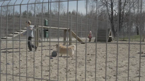 Kids Playing With Dog Stock Footage 31818937