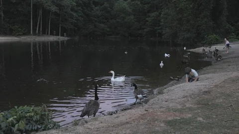 Kids playing with ducks Stock Footage 90462333