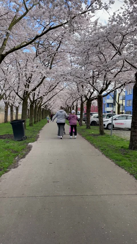 Kids playing roller skating under cherry blossom in spring Video stock 269165194