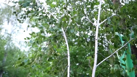 Kids playing with tree branches Vidéo 66501059