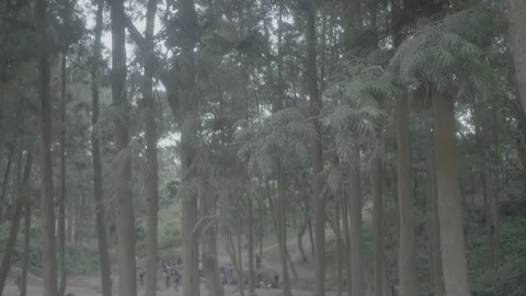Kids running through trees to stream Stock Footage 90568572