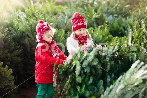 Kids select Christmas tree. Family buying Xmas tree. Stock Photos