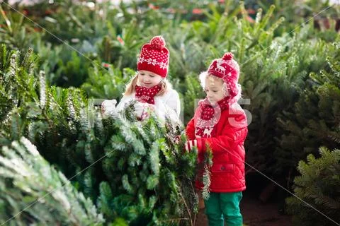 Kids select Christmas tree. Family buying Xmas tree. Stock Photos