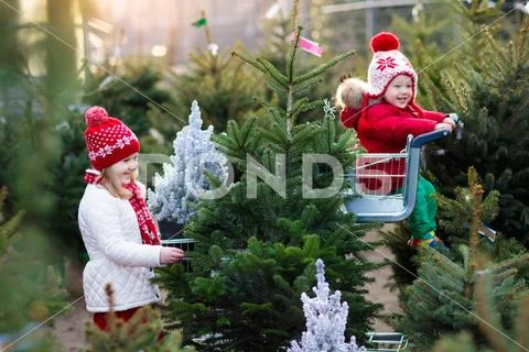 Kids selecting Christmas tree. Xmas gifts shopping. Stock Photos