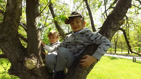 Kids sitting on the tree Stock Footage 64543983