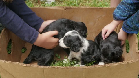 Kids taking in hands five cute newborn stray dogs from cardboard box by Pakito. Stock Footage 64225090